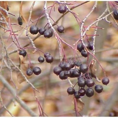 Aronia_2